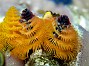 54- Spirobranchus giganteus orange et jaune - Recifs Kouare